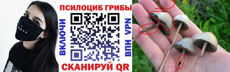 кракен как зайти  Шадринск  Псилоцибиновые грибы мухоморы 